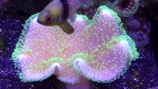 Toadstool Mushroom Leather Coral [upl. by Lucienne]