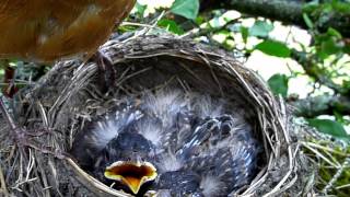 American Robins nest AKA Robin Red Breast eggs and babies [upl. by Teik]