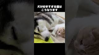 ハスキー犬が好きすぎて猫がこうなっちゃいましたshort [upl. by Ykcir]