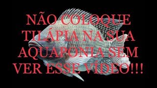 COMO ESCOLHER PEIXES PARA AQUAPONIA  HOW TO CHOOSE FISH FOR AQUAPONIA [upl. by Kemble]