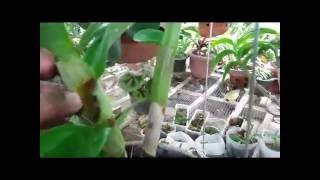 Orchid Care Tips How to Repot Dendrobium [upl. by Aiuqes]