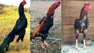 indian fighting rooster breeds [upl. by Nnahteb187]