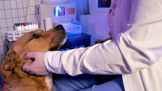 ASMR Critical Care Nurse Exam with Emotional Support Dog [upl. by Yeleek]