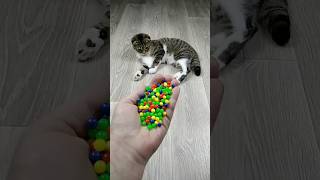 😺 Reverse Video 📿 Slow Motion 🐌 marbledhanda [upl. by Elesig]