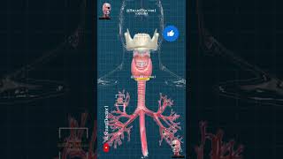 Thyroid amp parathyroid gland 🔥⚡ [upl. by Dionysus]