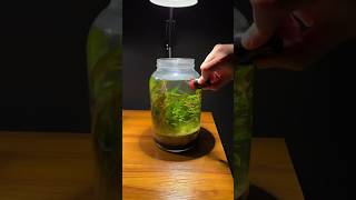 Miniature aquarium ecosystem in a jar [upl. by Cash]