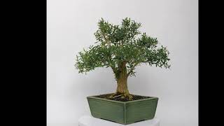 BONSAI DE BUXUS HARLANDI 14669 [upl. by Nedlog69]