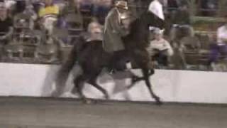 Cruelty Behind Tennessee Walking Horses [upl. by Grubb729]