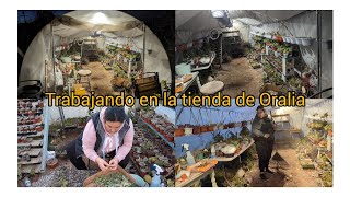 Trabajando en la tiendita de oralia y plantando plantas nuevas [upl. by Neehs]