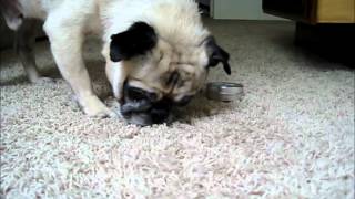 Pug eats a tin of Snout Soother [upl. by Shaffert302]