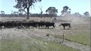 Kelpie Wranglar Lilly CrossDriving Cattle [upl. by Elonore538]