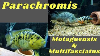 Parachromis Motaguensis amp Multifasciatus [upl. by Bennet]