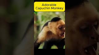 Capuchin Monkeys in the Wild wildlifeCapuchinMonkeys [upl. by Eenot]