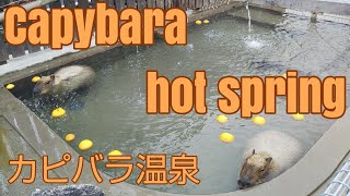 Capybara hot spring [upl. by Yasmine]