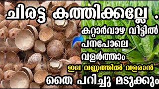 ചിരട്ട കളയണ്ടവീട്ടിൽ ഭീമൻ കറ്റാർവാഴ വളർത്താം propagation alovera poppy vlogsmalayalam [upl. by Ilek]