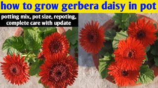 How To Grow Gerbera Daisy In Pot  Gerbera  Daisy  Winter Flower [upl. by Lamp]