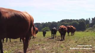 Stockmanship Biorind Zempow [upl. by Raynata]