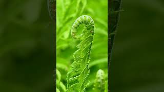 🌿 Unlocking Ferns Class Polypodiopsida  Observed in Description [upl. by Lunseth415]