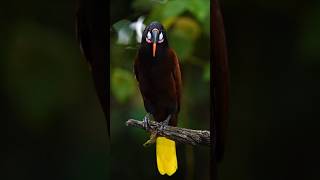 WORLDS CRAZIEST Bird SINGS Like A Chainsaw [upl. by Gweneth]