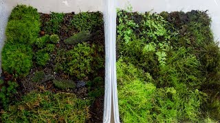 How to Propagate Your Own Moss [upl. by Parris]