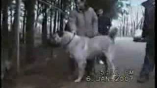 Worlds Strongest Fighter Dog  The Kurdish Kangal [upl. by Novak]