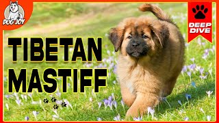 The World of TIBETAN MASTIFFS A Complete Guide to the Breed [upl. by Niwri60]