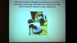 The Neuroscience of Learning and Memory [upl. by Yetak]