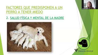 Clase gratuita  testimonios de clientes quotMI PERRO TIENE MIEDOquot  Diéresis Animal [upl. by Mazurek]