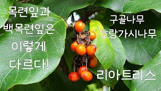 목련과 백목련 꽃도 다르지만 잎도 다르다 구골나무 호랑가시나무 리아트리스 목련잎 백목련잎 False holly Horned holly Gay Feather [upl. by Issi647]