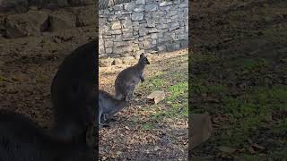 Rednecked wallabies [upl. by Prentice]