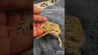 Bearded Dragon Early Metabolic Bone Disease [upl. by Zerla]