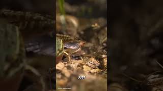 The Mayfly’s Shortest Lifespan viralfacts facts wildlife [upl. by Leonelle]