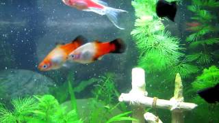 Platy Platies breeding [upl. by Grosberg]