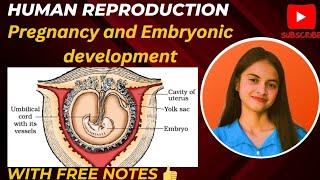 pregnancy and Embryonic development class12biology humanreproduction [upl. by Jacobah]