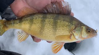 Big Stone Lake Perch and Bluegill Ice Fishing Report New Years 2023 [upl. by Ajiak830]