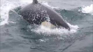 Orcas attack porpoises in Trinity Bay [upl. by Heshum]