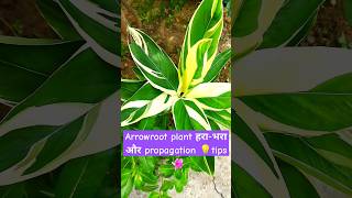 arrowroot plant beat tips 💡 shorte ytshorts [upl. by Curson]