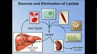 Elevated Anion Gap Metabolic Acidosis ABG Interpretation  Lesson 8 [upl. by Nybbor]