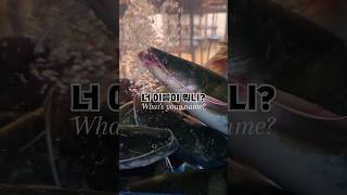 수족관의 생물들 메기Silurus asotus 장어Eel 동자개빠가사리Korean bullhead [upl. by Camilia133]