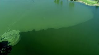 Harmful algal bloom reported in Ford Lake in Ypsilanti heres what to know [upl. by Nibram]