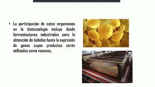 Sesión teórica 13 MICOLOGÍA Mohos y levaduras de importancia industrial PART 1 [upl. by Neurath]