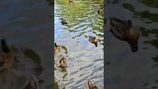 waterfowl waterfowlsound mallardducksound waterbirdsound birds birdslover [upl. by Zoie]