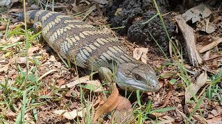 Blue tonged skink at Nandeebie Park 13 December 2024 [upl. by Seerdi930]