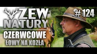 Czerwcowe łowy na Rogacza ZEWNATURY124 polowanie przyroda natura zwierzęta dziczyzna [upl. by Querida586]