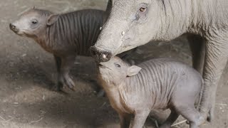 Playful Babirusa Piglets [upl. by Lepine]