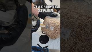 How to Inoculate a Grain Bag with Injection Port  Grow Mushrooms [upl. by Koetke406]