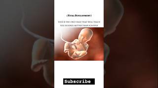 Foetal development in humans biology science gynaecology medical neet viralshorts viral [upl. by Atiekal524]