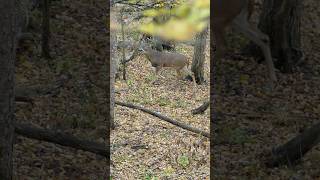 BIGGEST BUCK to Date FULL VIDEO Friday bowhunting deerseason shorts [upl. by Hsenid]