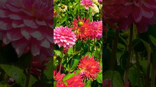 Most beautiful cottage garden ever Dahlia flower beds mackinacisland flowergarden garden [upl. by Stevy]