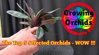 Viewers Selected Orchids  The Top 5 [upl. by Huberty]